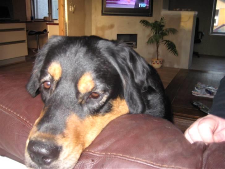 Blanding af racer Tarzan billede 13