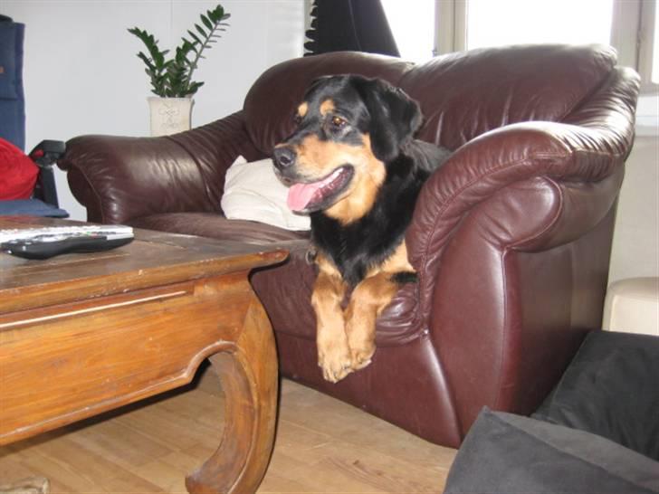 Blanding af racer Tarzan billede 14