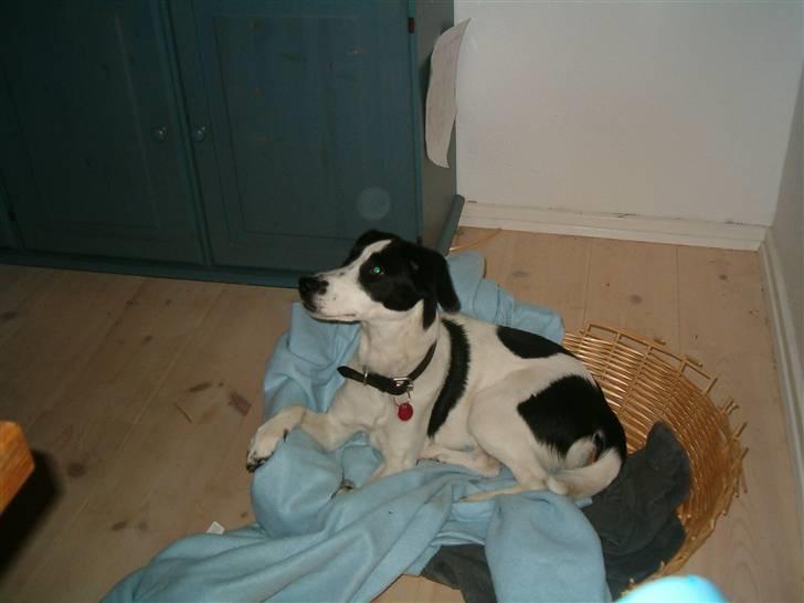 Blanding af racer Zita <3 :D billede 17