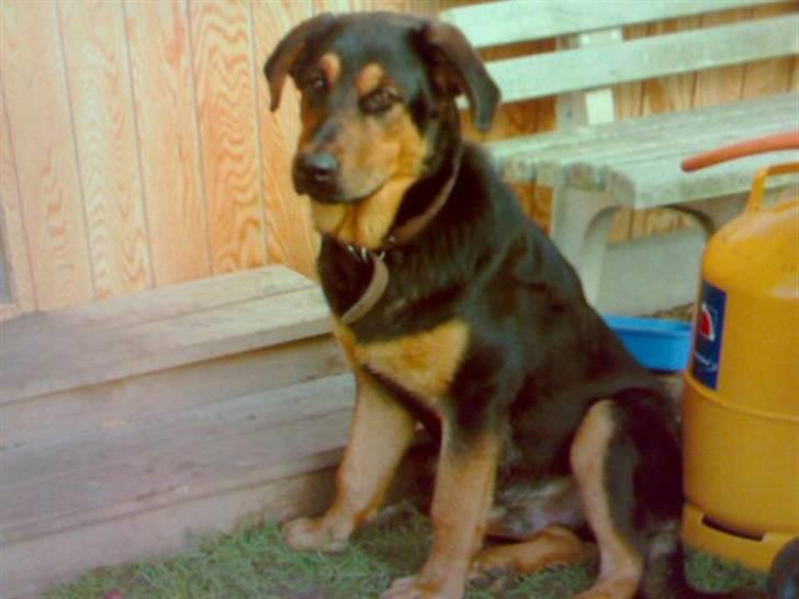 Blanding af racer Basse billede 1