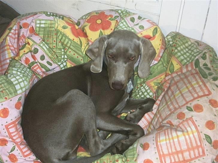 Blanding af racer Sif billede 1