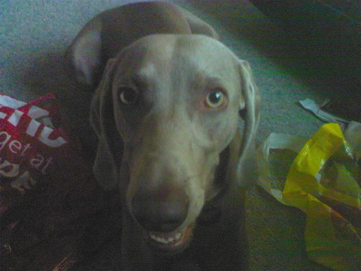 Blanding af racer Sif billede 2