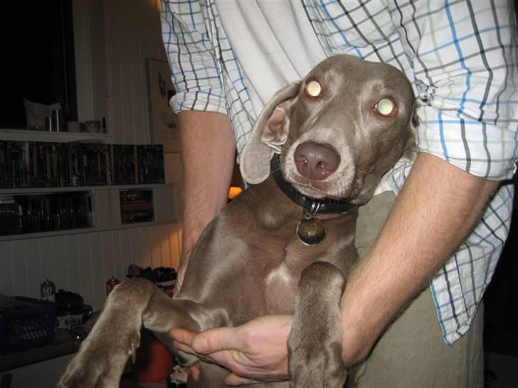 Blanding af racer Sif billede 3