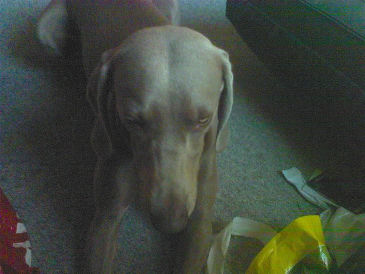 Blanding af racer Sif billede 4