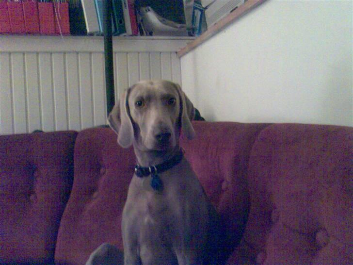 Blanding af racer Sif billede 5