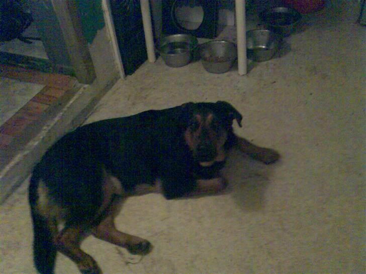 Blanding af racer Basse billede 2