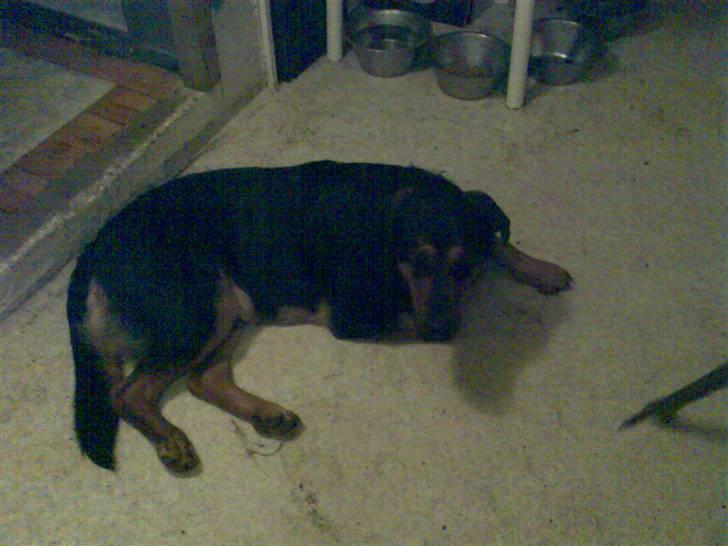 Blanding af racer Basse billede 3