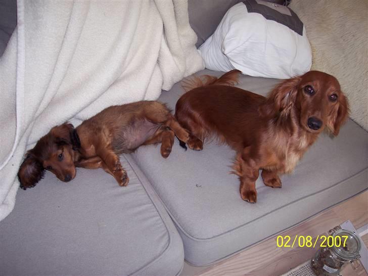 Gravhund #Adela#  billede 6