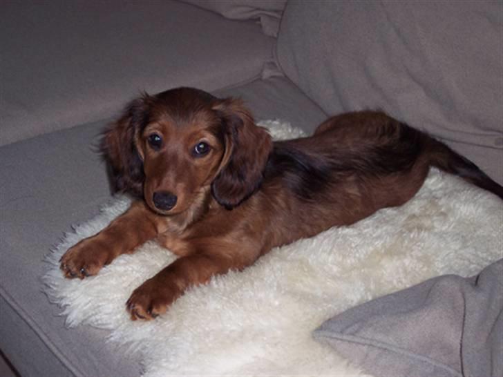 Gravhund #Adela#  billede 7