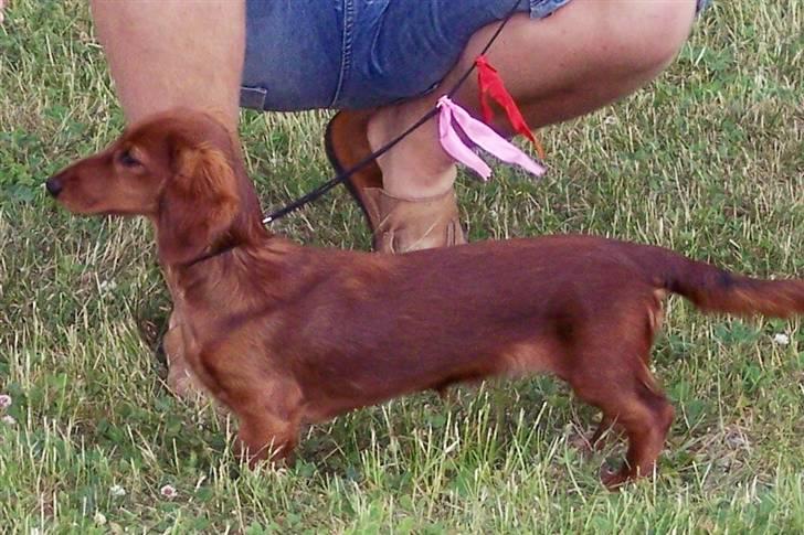 Gravhund #Adela#  billede 8