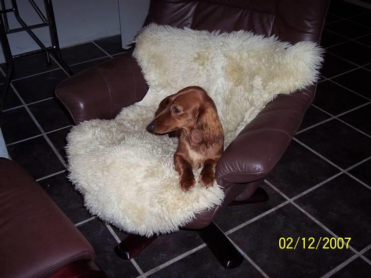 Gravhund #Adela#  billede 9