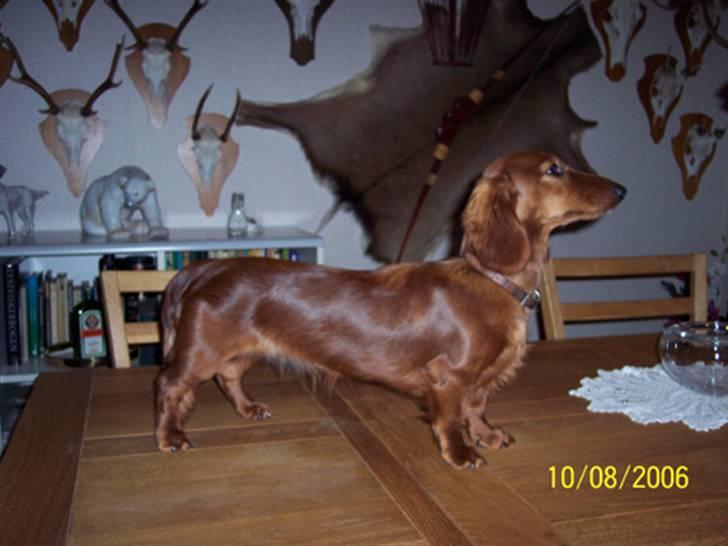 Gravhund #Adela#  billede 10