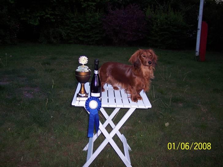 Gravhund #Cella# billede 1