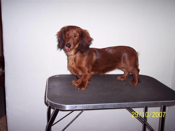 Gravhund #Cella# billede 2