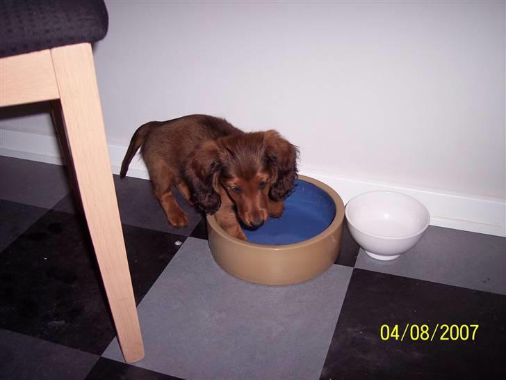 Gravhund #Cella# billede 4