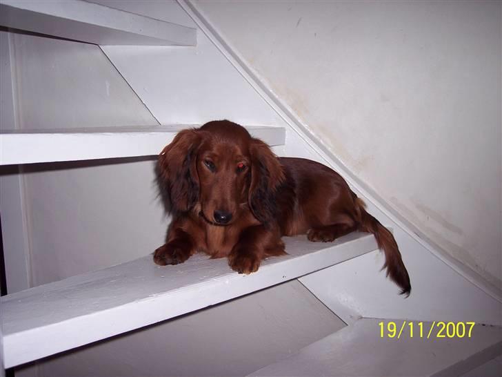 Gravhund #Cella# billede 5