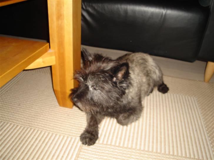 Cairn terrier Buller billede 3