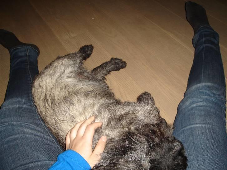 Cairn terrier Buller billede 4