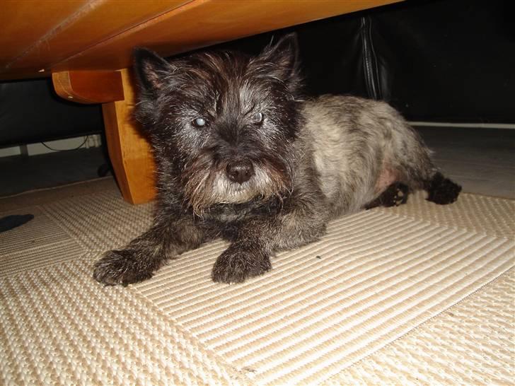Cairn terrier Buller billede 5