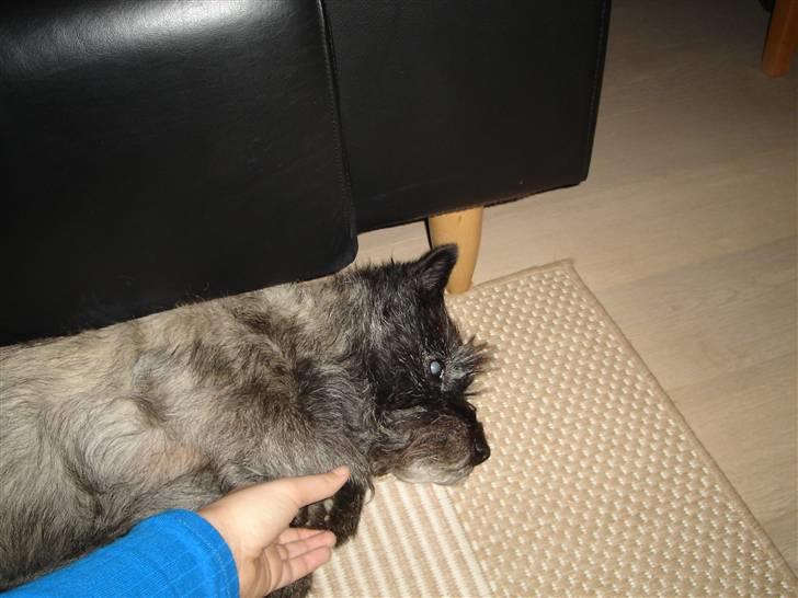 Cairn terrier Buller billede 6