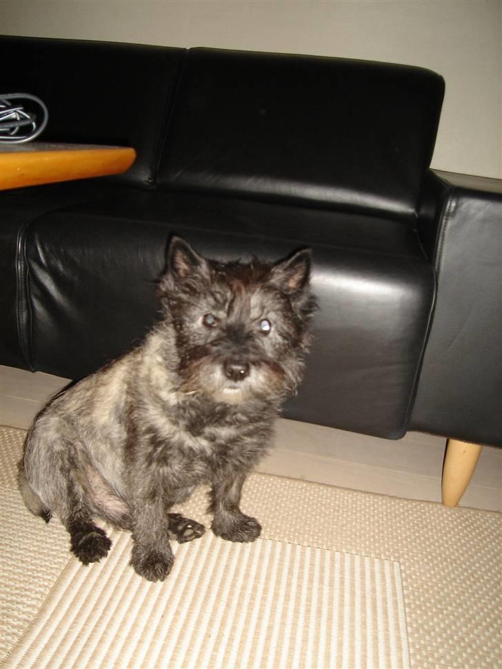 Cairn terrier Buller billede 7