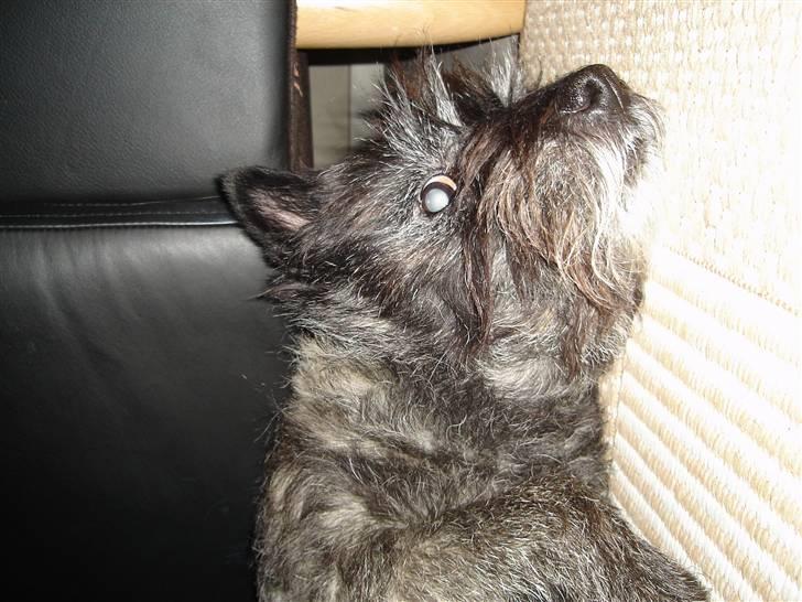 Cairn terrier Buller billede 8