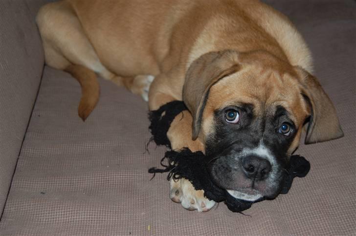 Mastiff neja billede 8