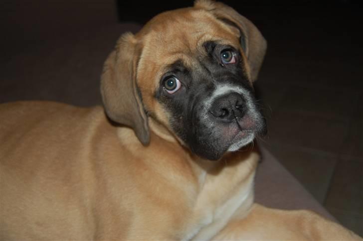 Mastiff neja billede 9