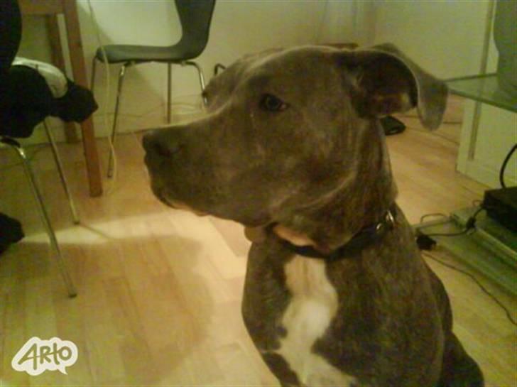 Amerikansk staffordshire terrier Cosmo - cosmo som ca fem en halv månede (stor dreng) billede 7