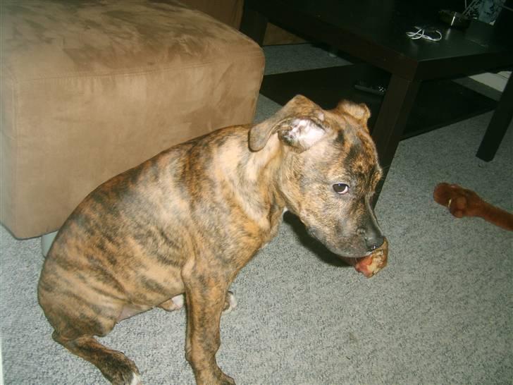 Amerikansk bulldog Dixie billede 10