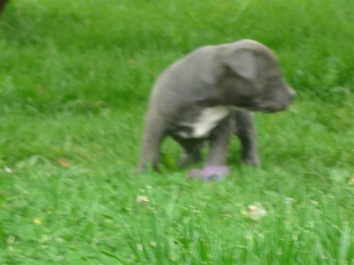 Amerikansk staffordshire terrier Cosmo - har allerede holdning som meget lille billede 8