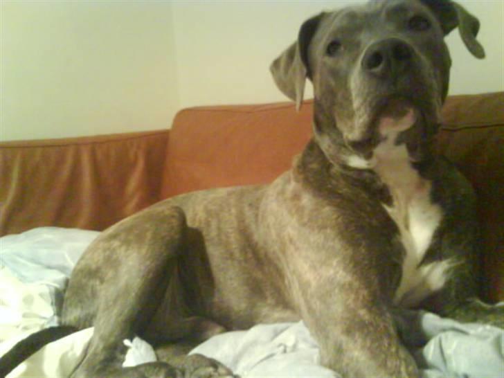 Amerikansk staffordshire terrier Cosmo - som ca 7 måneder billede 9