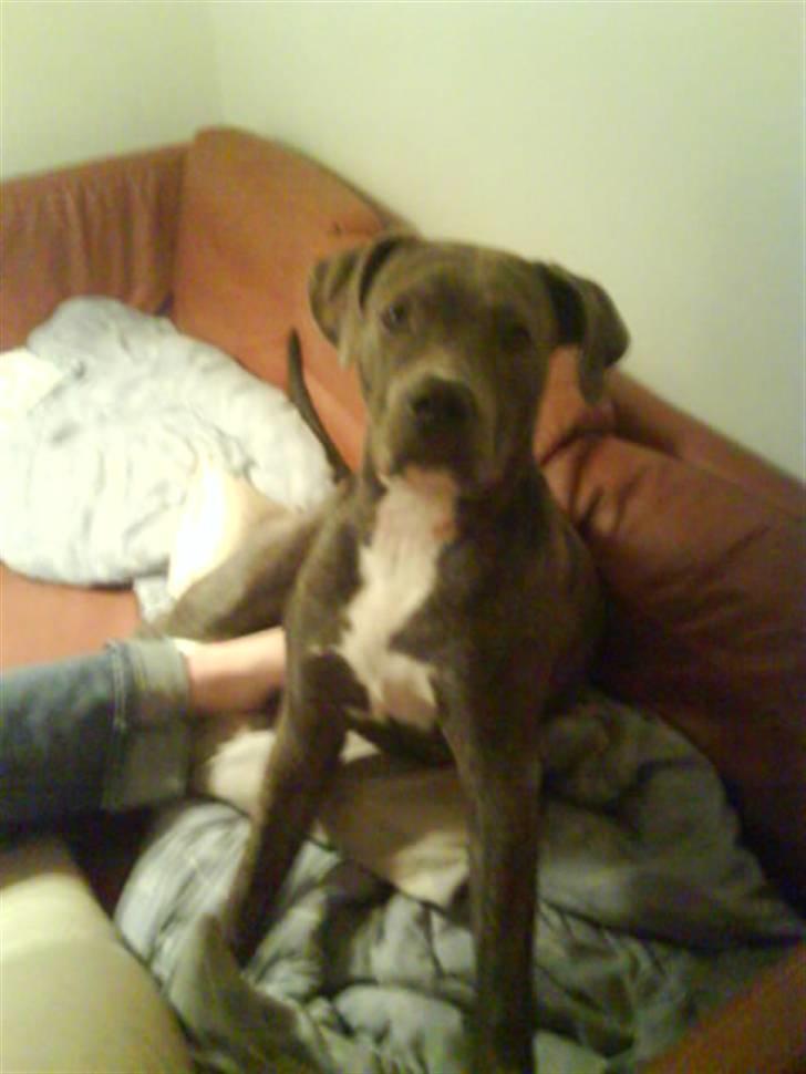 Amerikansk staffordshire terrier Cosmo - cosmo baby billede 10