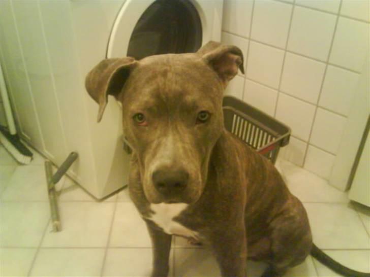 Amerikansk staffordshire terrier Cosmo - han er da sød billede 11