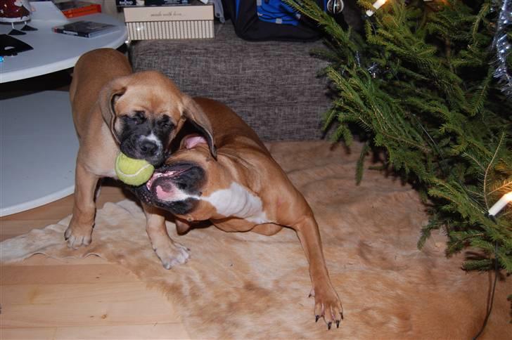 Mastiff neja billede 10