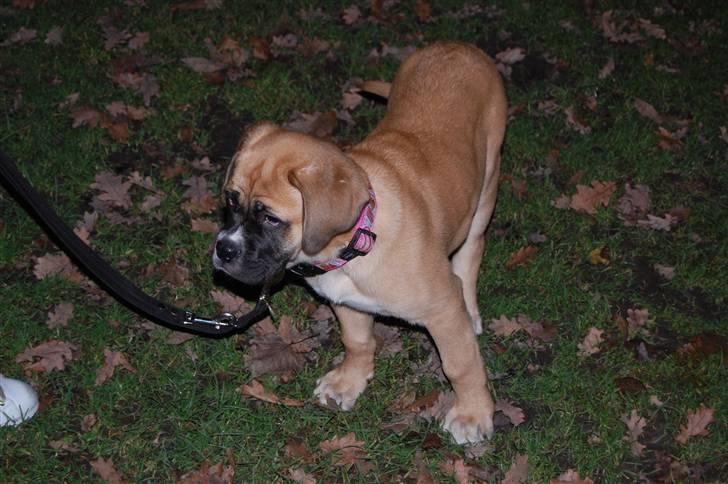 Mastiff neja billede 11