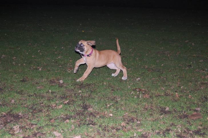 Mastiff neja billede 12