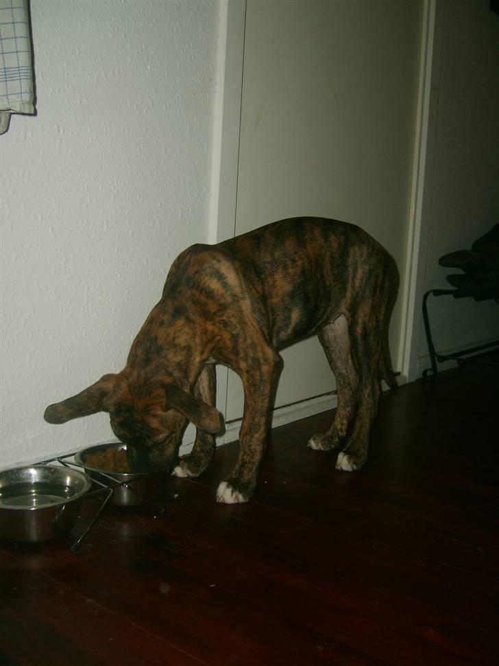 Amerikansk bulldog Dixie billede 11