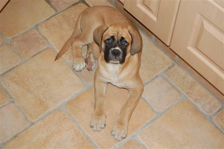 Mastiff neja billede 13