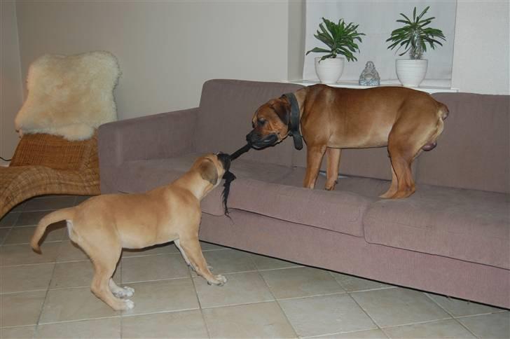 Mastiff neja billede 14