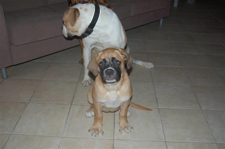 Mastiff neja billede 15