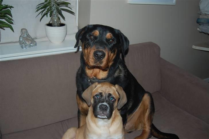 Mastiff neja billede 16