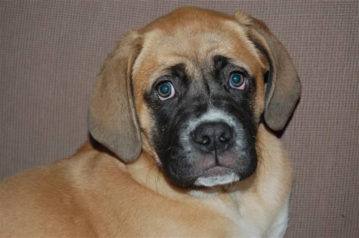 Mastiff neja billede 17