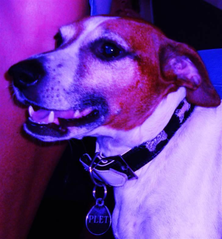 Blanding af racer Plet - " SMIL " ! ! ! ! ! ! ! (: billede 1