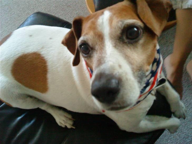 Blanding af racer Plet - Den charmerende Plet; billede 2