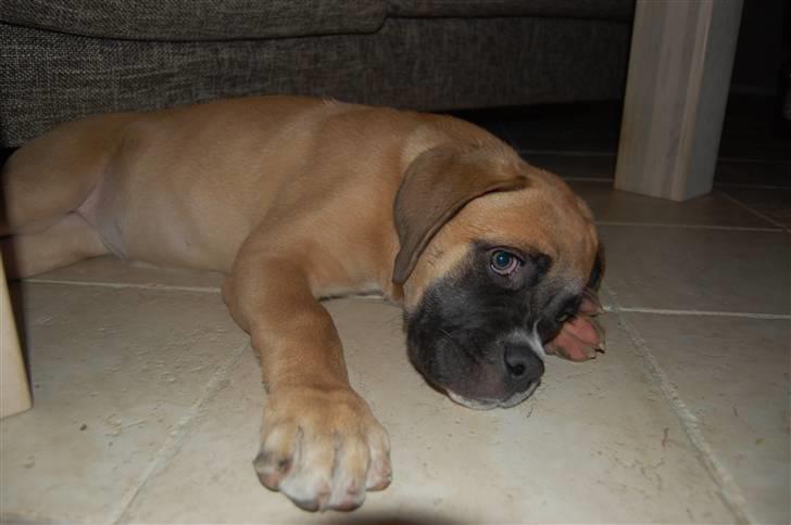 Mastiff neja billede 18