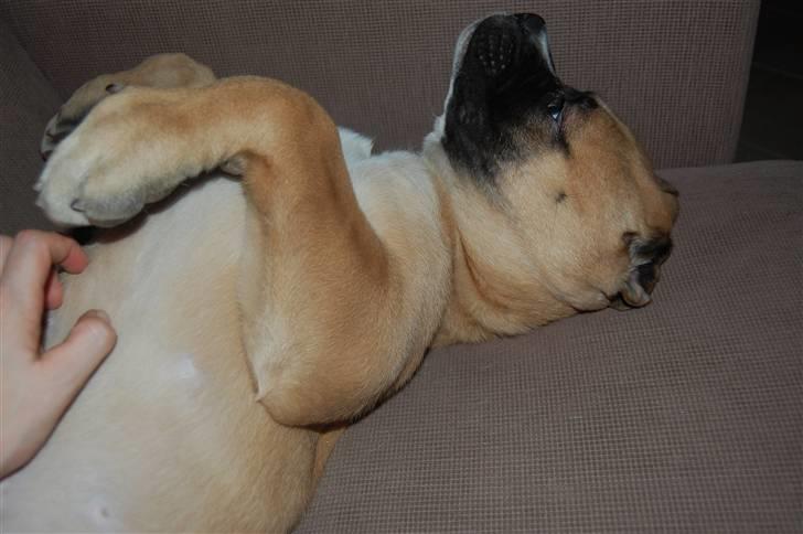 Mastiff neja billede 19