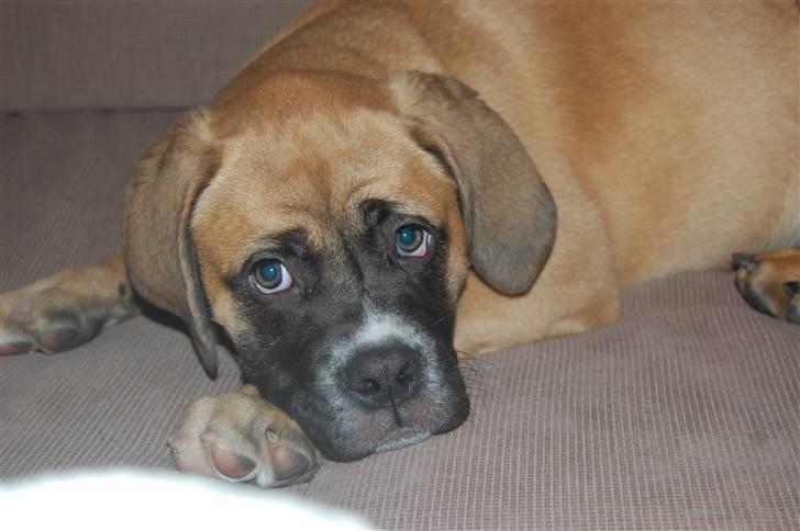 Mastiff neja billede 20