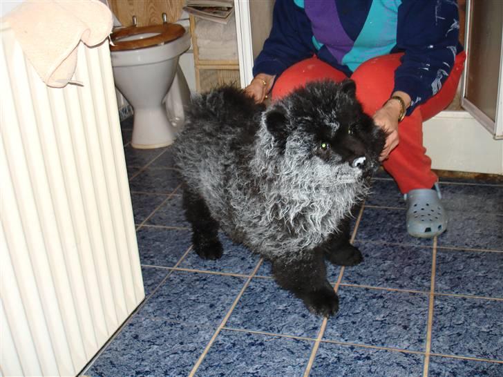 Chow chow Peli`s Tanya of Flensborg - jeg ville bare hjælpe mor med at male billede 13