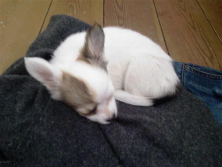 Chihuahua Store Møf - Nala første nat hjemme billede 10